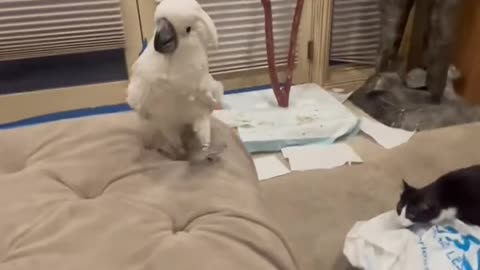 "🐦🐱 Parrot vs. Cat: Playful & Funny Moments! 😂🔥"