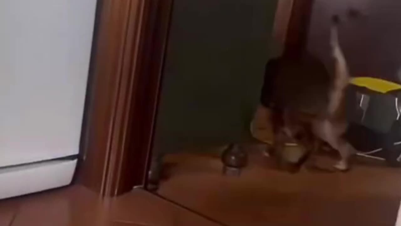 Cat gets scared 😹😂 Laugh till you cry! 🤣