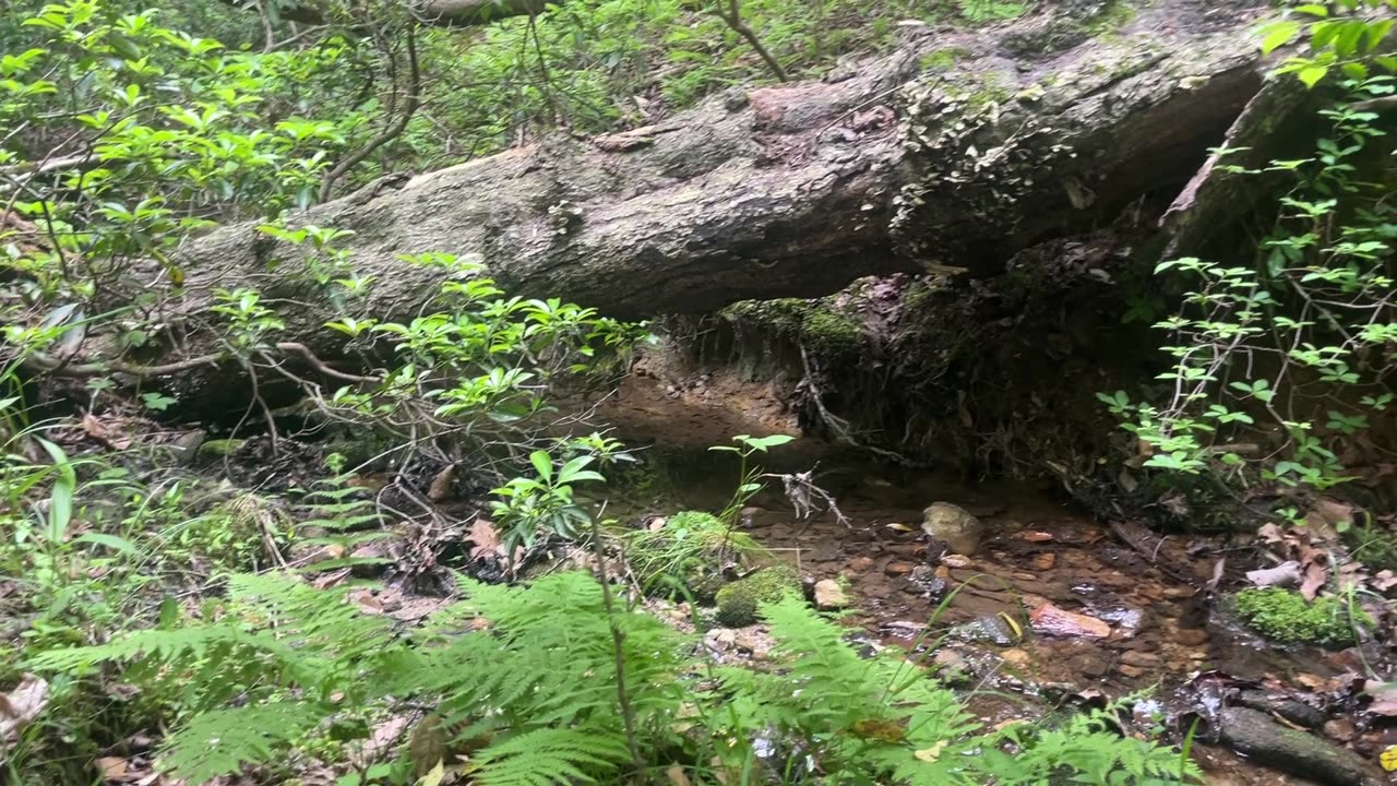 Little creek on the land