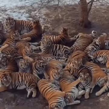 The world’s largest Amur tiger reserve
