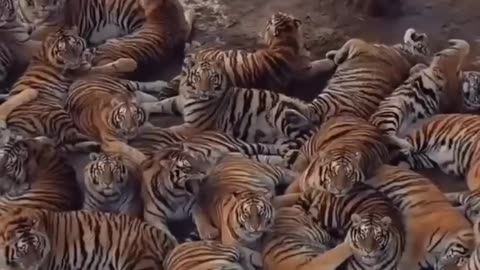 The world’s largest Amur tiger reserve