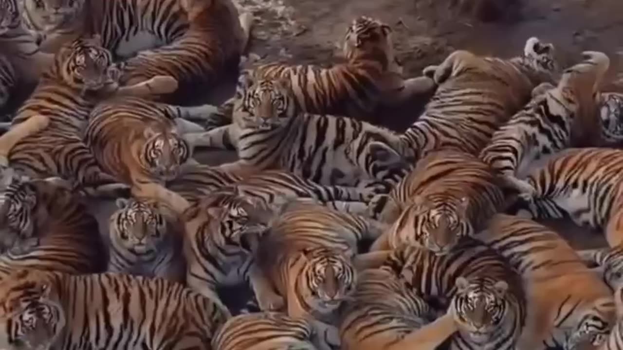 The world’s largest Amur tiger reserve
