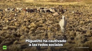 Una llama se convierte en la estrella de un puesto fronterizo