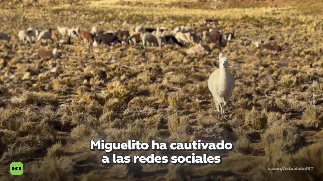 Una llama se convierte en la estrella de un puesto fronterizo