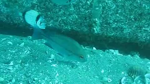 poisson