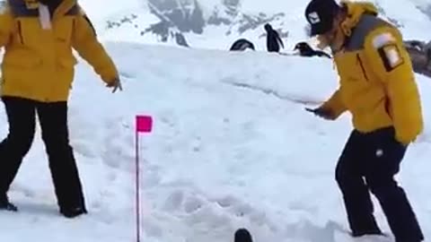 Penguin Funny