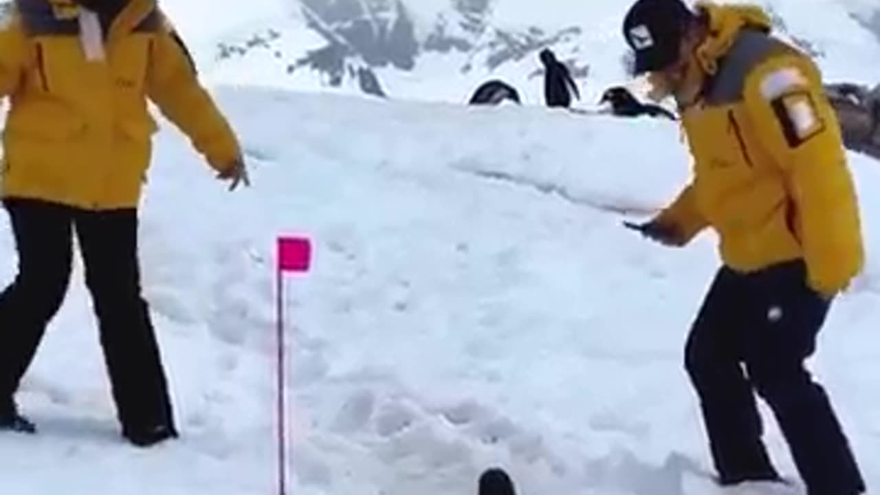 Penguin Funny