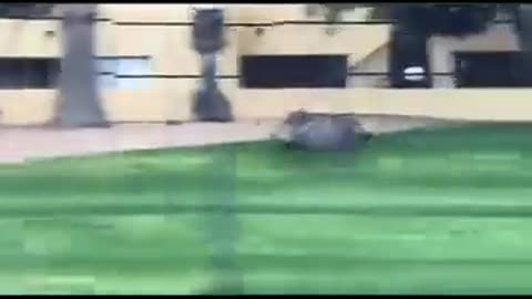 🐖🌭 Ham on the Run: The Bacon Bolt Chronicles! | FunFM