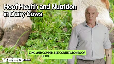 Strong Feet,Healthy Herds:Hoof Health and Nutrition in Dairy Cows