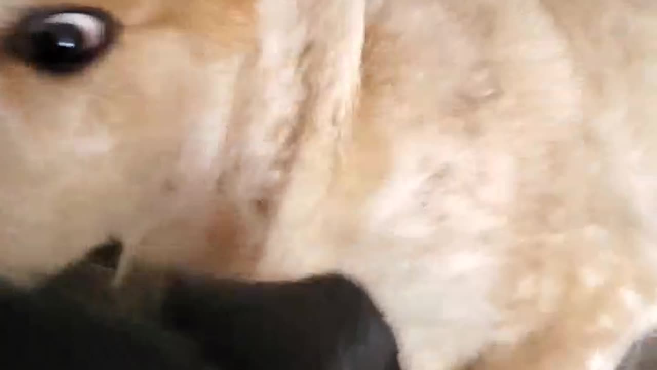 042825 DOG FIGHT CLUB