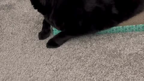 Precious Piper Demonstrates Diagonal Tuffet Push Ups - Adopting a Cat from a Shelter Vlog #shorts