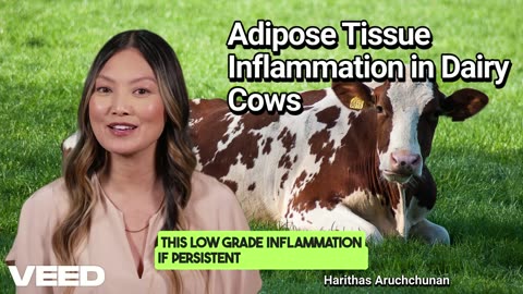 Adipose Tissue Inflammation in Dairy Cows:A Hidden Culprit of Health and Productivity Challenge