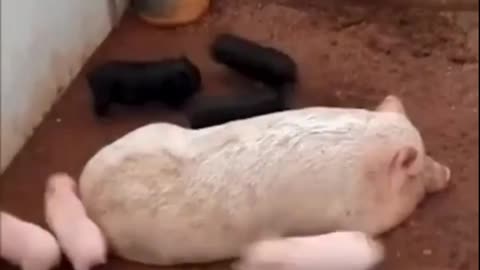 Piglet race