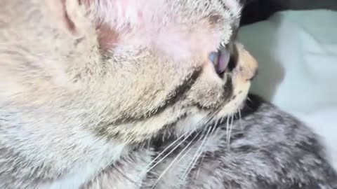 😂🐶 Mavis the Weirdo Dog! You Won't Believe the Moves! | FunFM
			