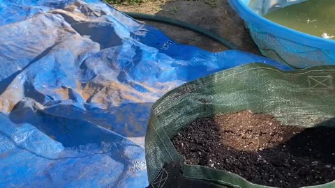 Home Grown Potatoes
