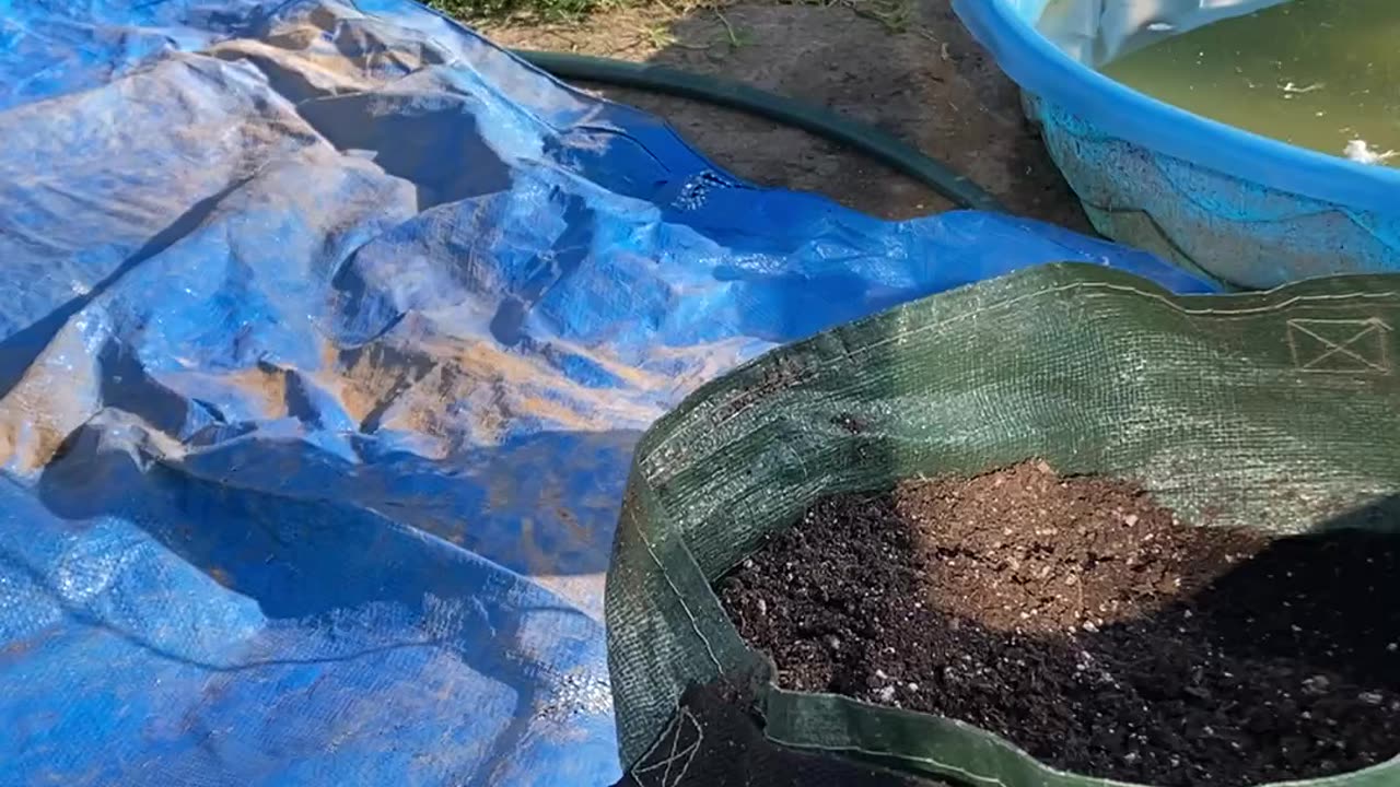 Home Grown Potatoes