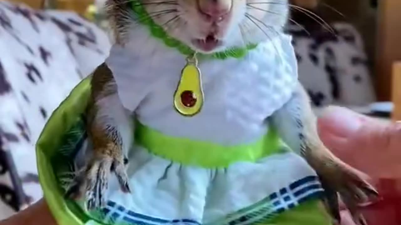 Rescue a squirrel 🐿️🥹😊☺️