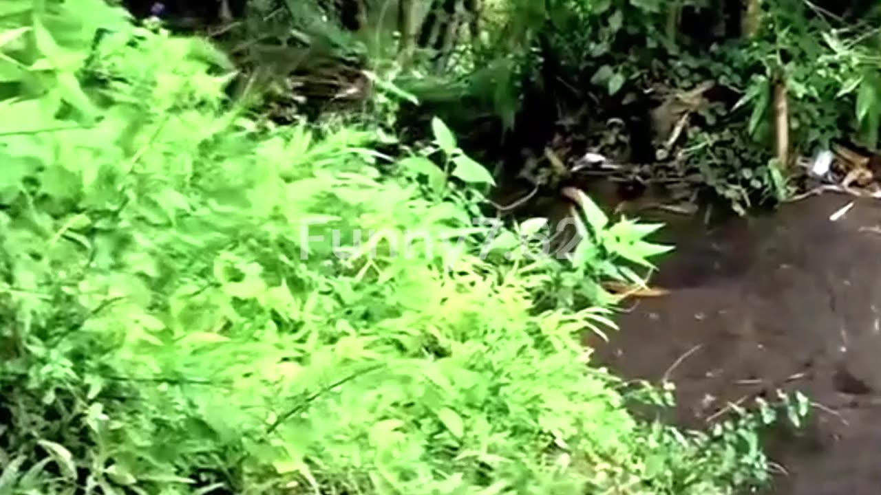 Big Fails Competition