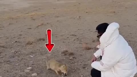 Tibetan Fox