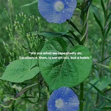 We are what we repeatedly do. Excellence, then, is not an act, but a habit.