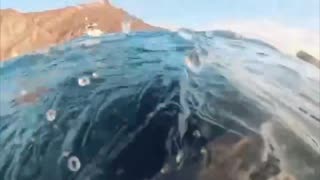 Una buceadora se salva por segundos de una enorme ballena