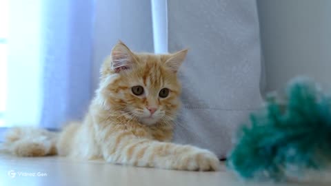 Whisker Playtime