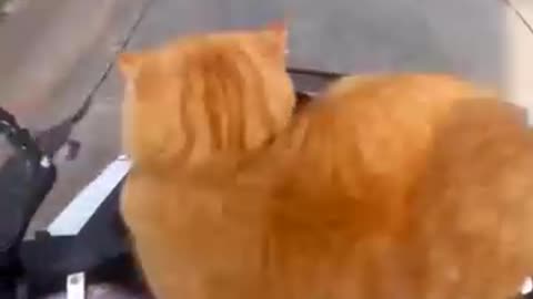 Ginger cat Enjoying afternoon ride