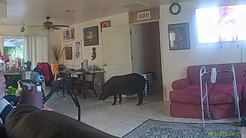 A wild board that broke into a home charges at Lee County deputies