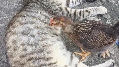 The cat tries to understand the chicken's hunger, but the pecking bothers him.😂😂😂
