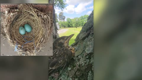 TRYING TO RESCUE A BABY ROBIN THAT TOOK HIS FIRST SOLO FLIGHT