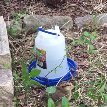 A chick is meditating