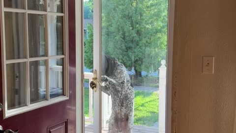 Dog Opens Front Door