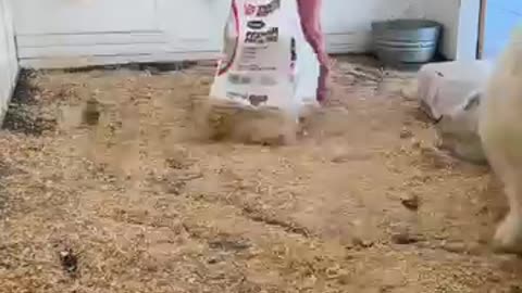 My Cow’s Bedtime Routine