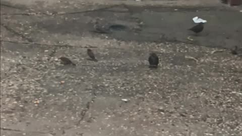 Sparrows and other birds.