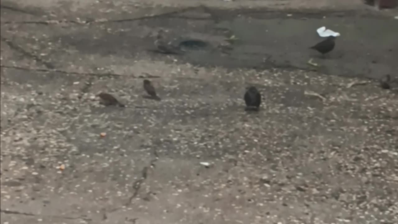 Sparrows and other birds.