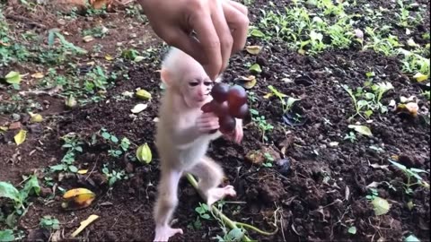 Adorable Baby Monkeys & Cutest Animals – Ultimate Cuteness Compilation!