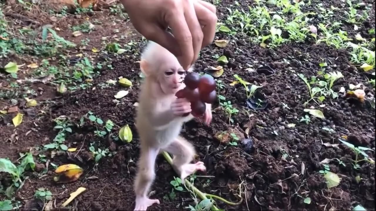 Adorable Baby Monkeys & Cutest Animals – Ultimate Cuteness Compilation!
