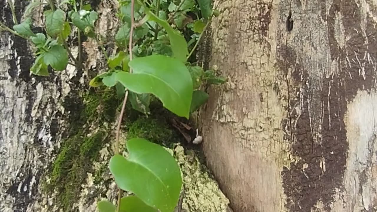 Whispers of the ancient tree