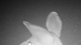 Deer Caught Yawning On Trail Camera Video!