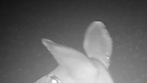 Deer Caught Yawning On Trail Camera Video!