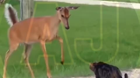 Funny video