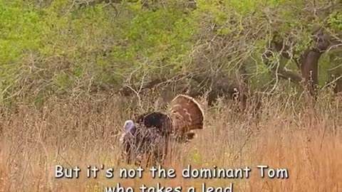 Dramatic moments snake catching gecko #safari #wildlifeplanet #animal