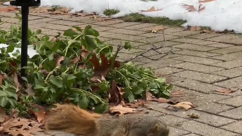 Tipsy the Special Needs Squirrel