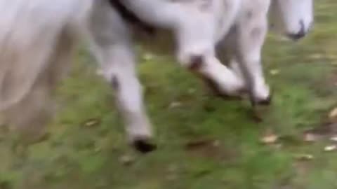 Horse video, foryou, motivation, goviral, rumble please grow my acount,200k views