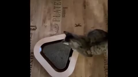 CATS Losing Their Minds