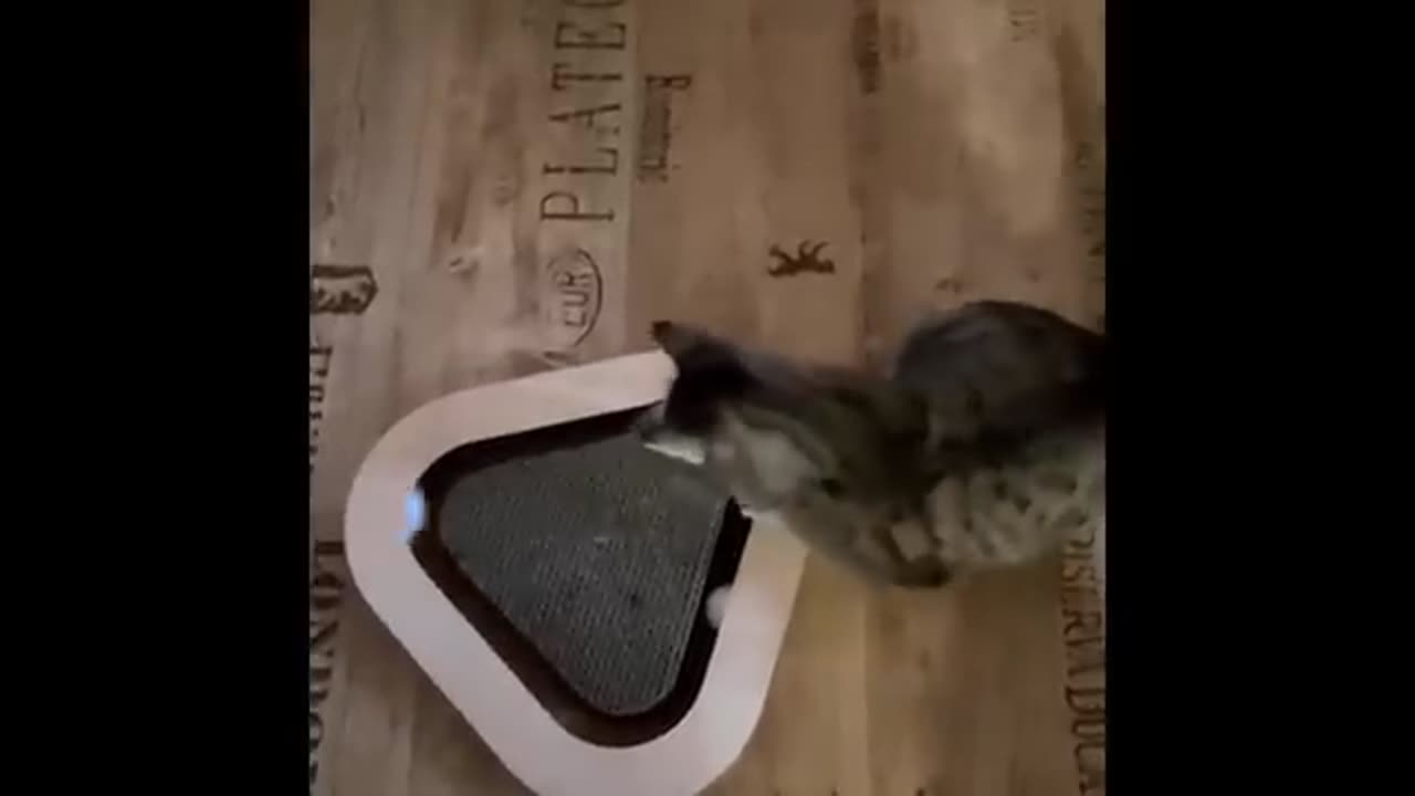 CATS Losing Their Minds