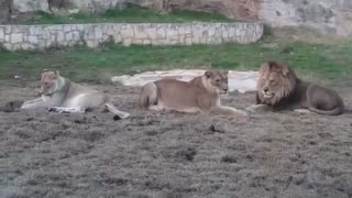 Lions Family