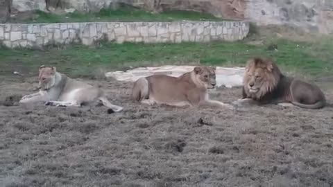 Lions Family