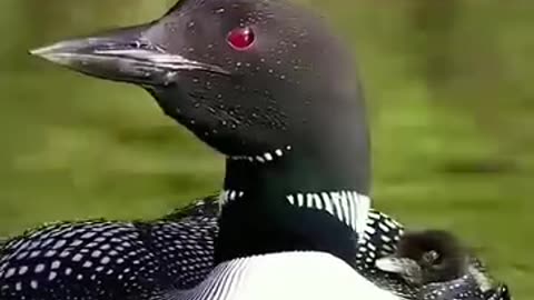 Funny sounds 🥰 videos of birds 😄