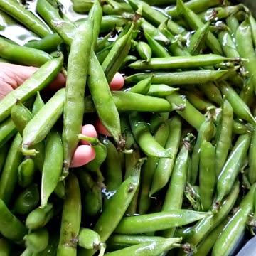 Pickup peas from vegetable farm, second week of July 2025